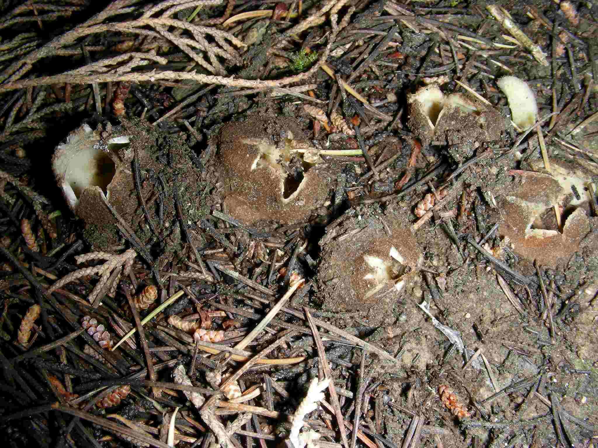 1636 Aprile vecchio ritrovamento